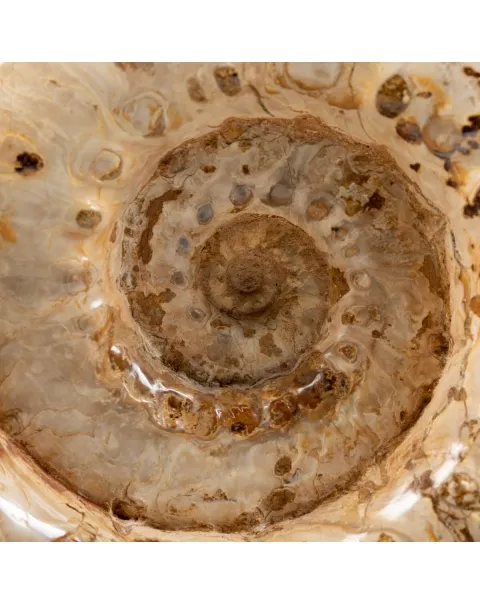 Ammonite Douvilleiceras