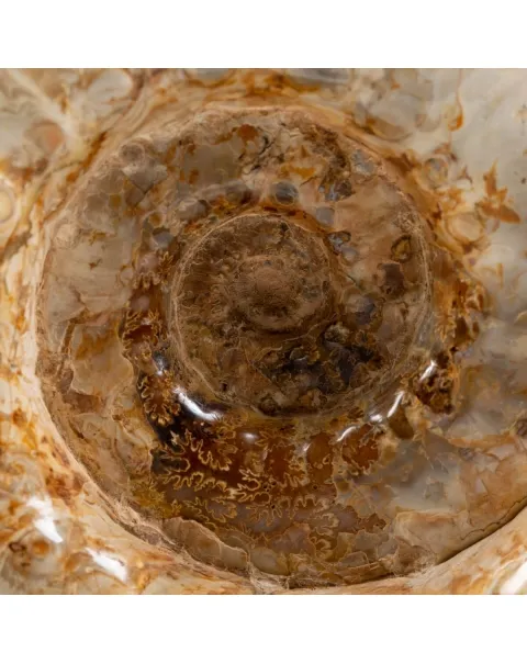 Ammonite Douvilleiceras