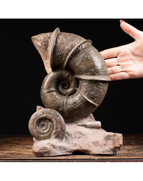 Ammonite Lytoceras Fimbriatum