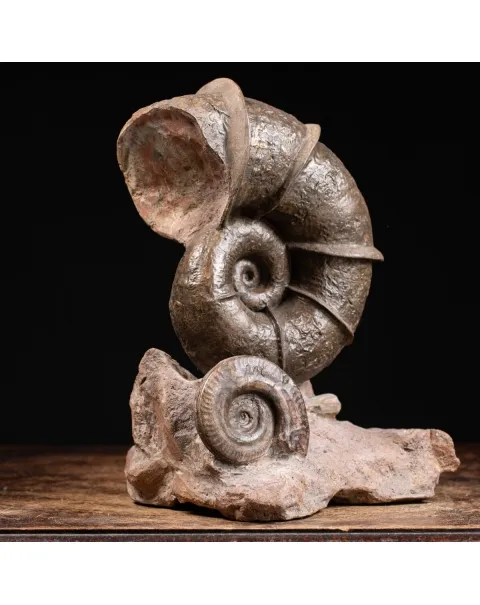 Ammonite Lytoceras Fimbriatum