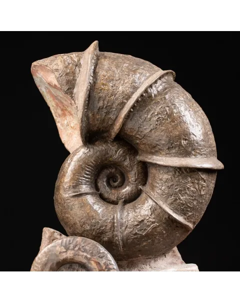 Ammonite Lytoceras Fimbriatum