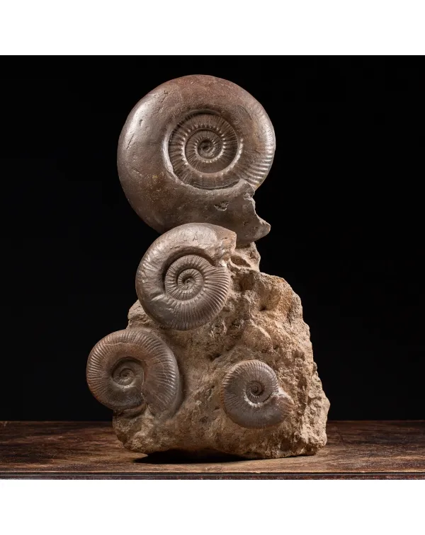 Ammoniti Hildoceras