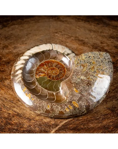 Ammonite Cleoniceras