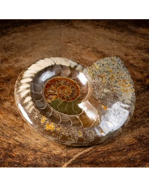 Ammonite Cleoniceras