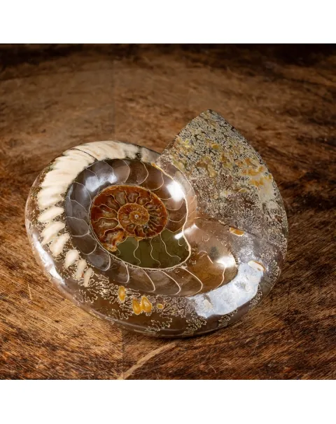 Ammonite Cleoniceras