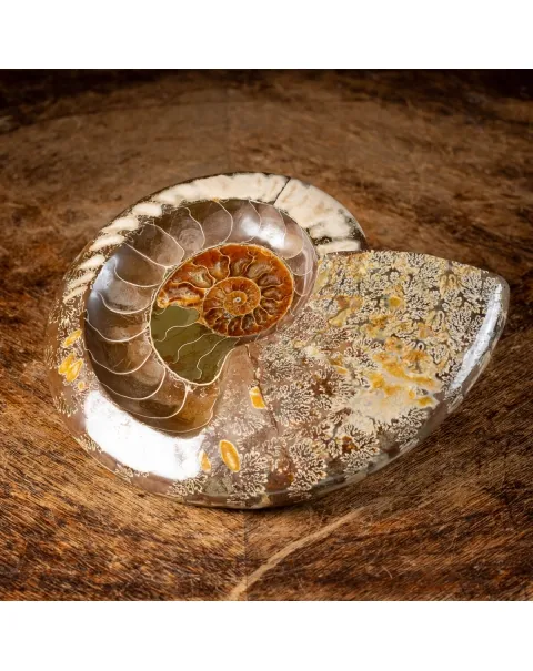 Ammonite Cleoniceras