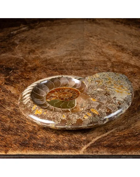 Ammonite Cleoniceras