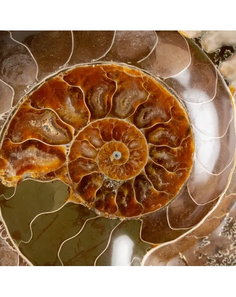 Ammonite Cleoniceras