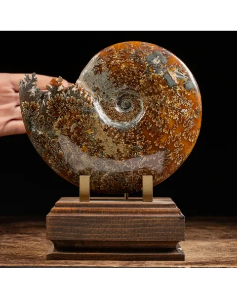 Ammonite Cleoniceras
