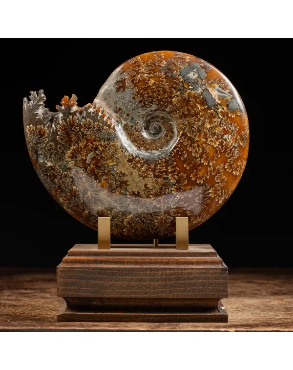 Ammonite Cleoniceras