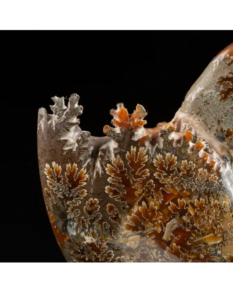 Ammonite Cleoniceras