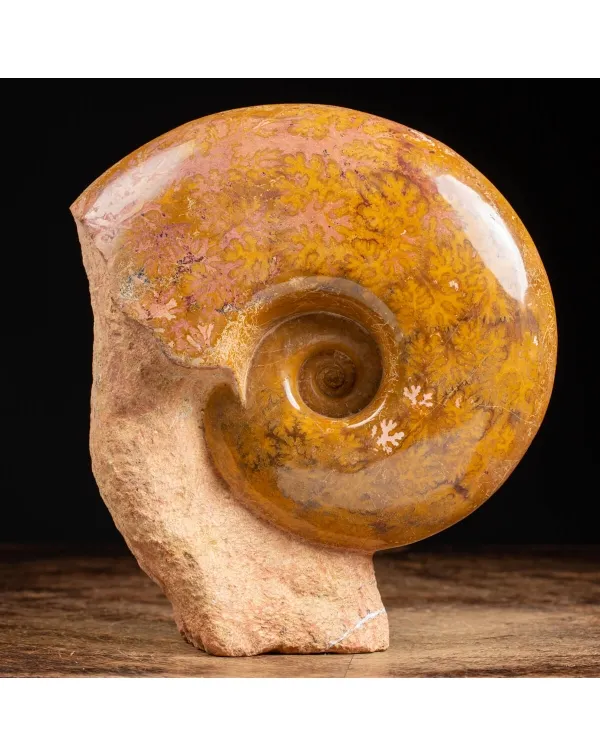 Ammonite Esericeras