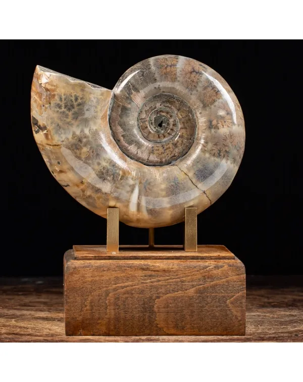 Ammonite Lytoceras