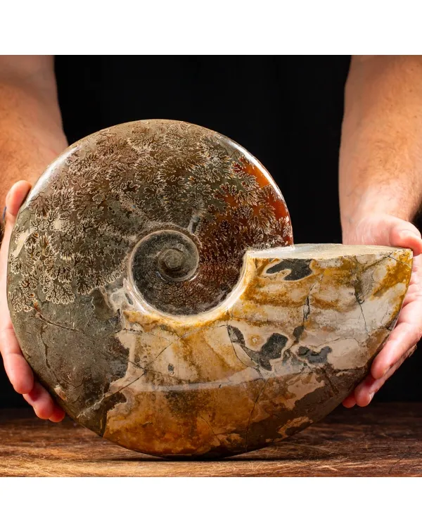 Ammonite Cleoniceras