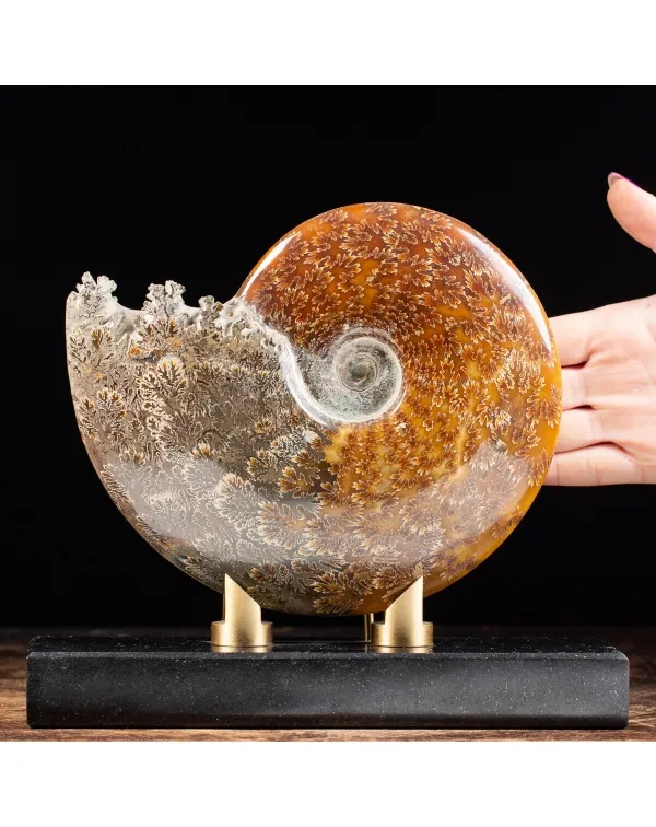 Ammonite Cleoniceras
