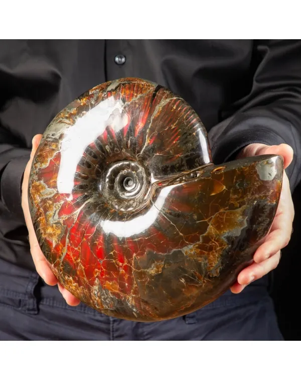 Ammonite Craspedodiscus Discofalcatus