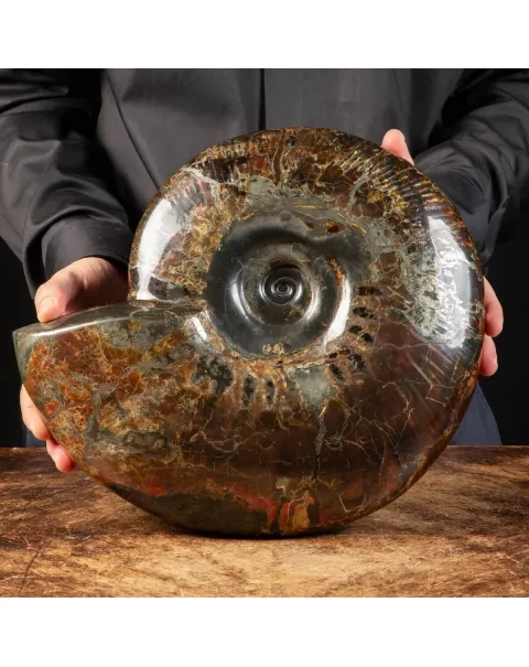 Ammonite Craspedodiscus Discofalcatus