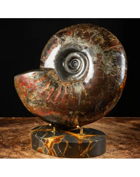 Ammonite Craspedodiscus Discofalcatus