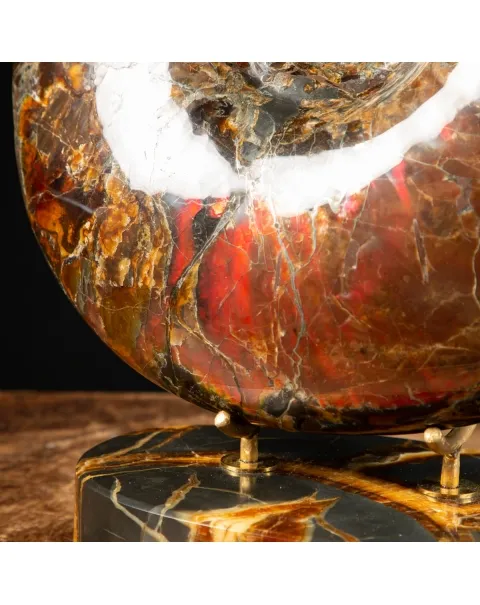 Ammonite Craspedodiscus Discofalcatus
