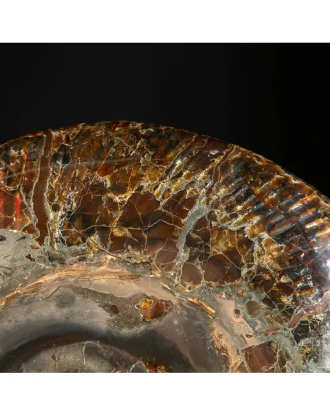 Ammonite Craspedodiscus Discofalcatus