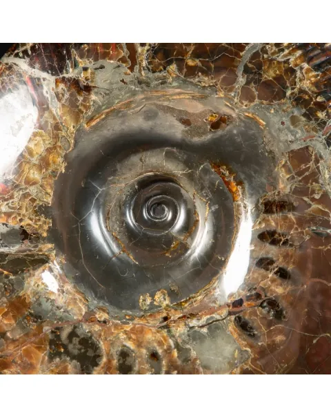 Ammonite Craspedodiscus Discofalcatus