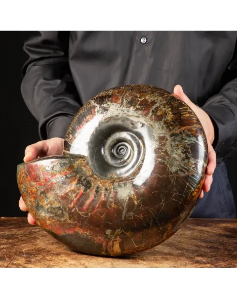 Ammonite Craspedodiscus Discofalcatus
