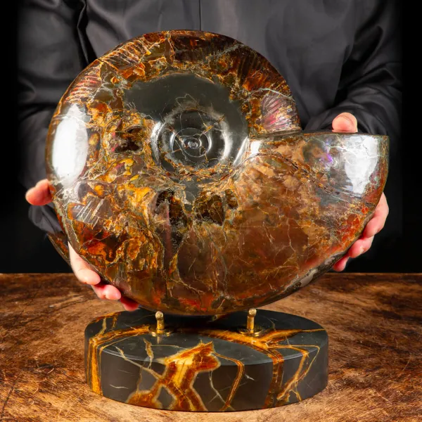 Ammonite Craspedodiscus Discofalcatus
