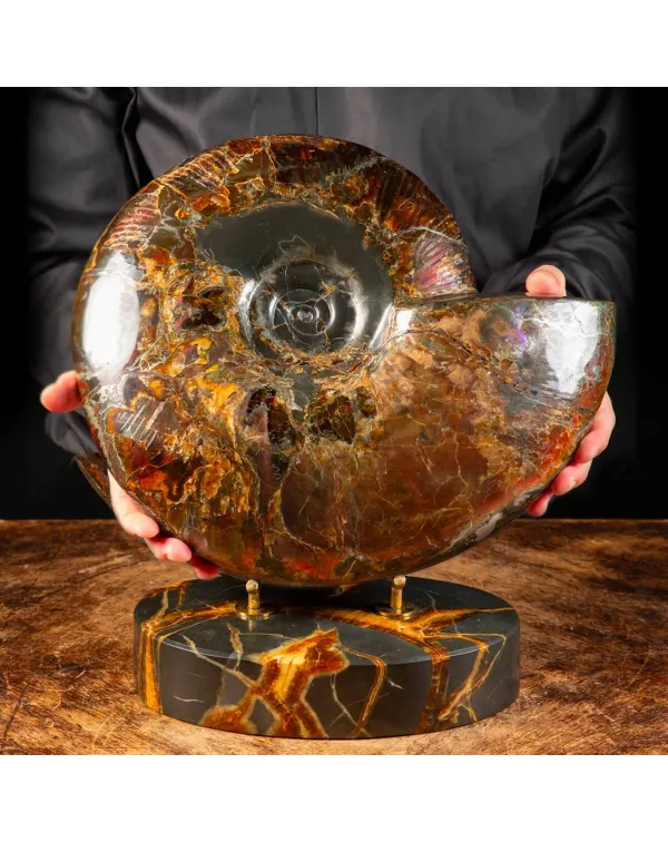 Ammonite Craspedodiscus Discofalcatus