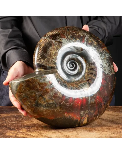 Ammonite Craspedodiscus Discofalcatus