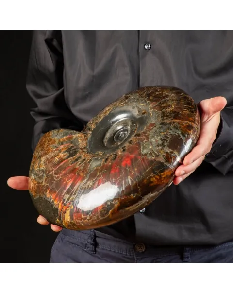 Ammonite Craspedodiscus Discofalcatus