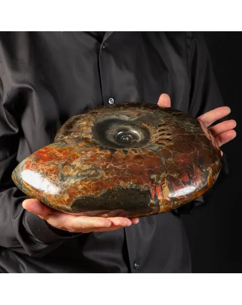 Ammonite Craspedodiscus Discofalcatus