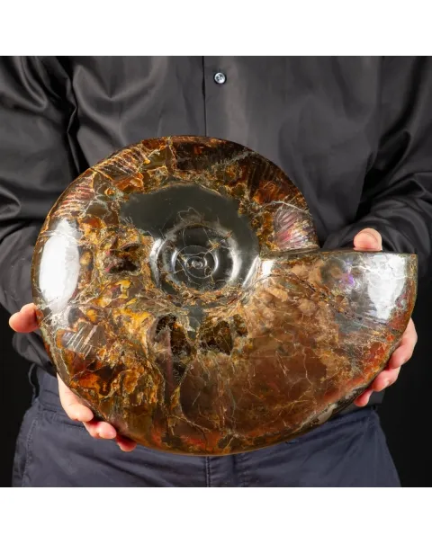 Ammonite Craspedodiscus Discofalcatus