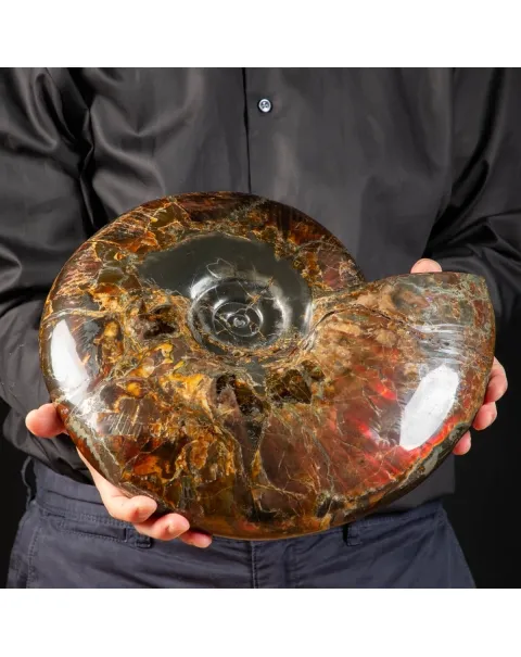 Ammonite Craspedodiscus Discofalcatus