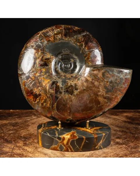 Ammonite Craspedodiscus Discofalcatus