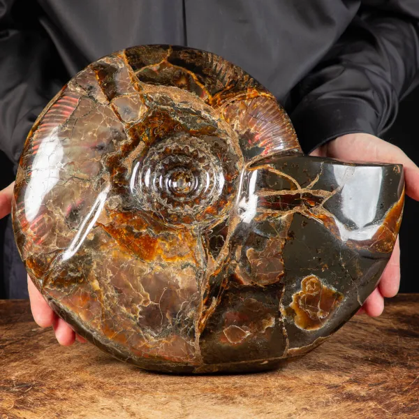 Ammonite Craspedodiscus Discofalcatus