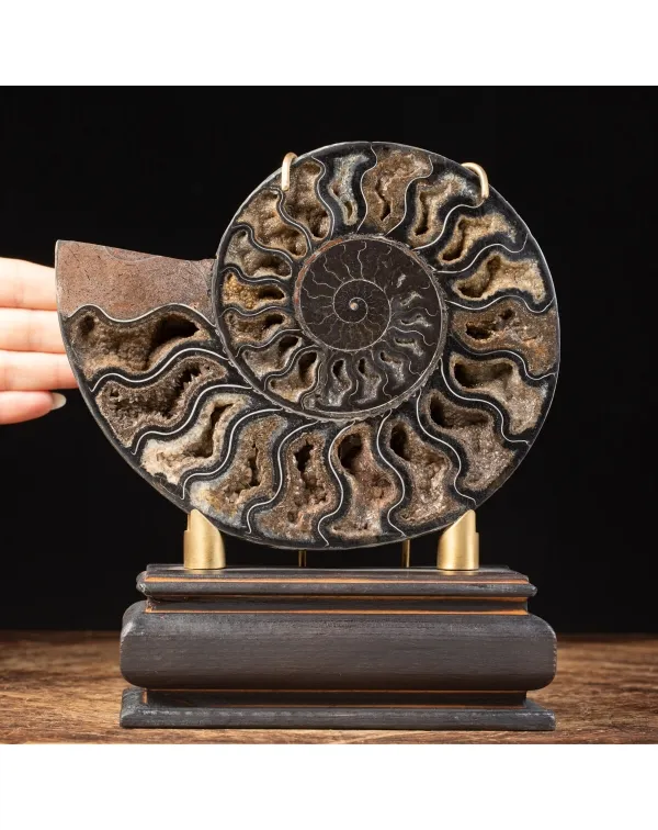 Ammonite Cleoniceras Nera