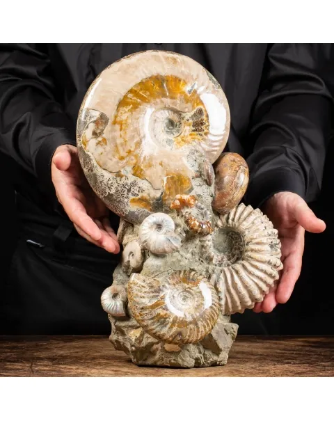 Gruppo di Ammoniti e Nautilus