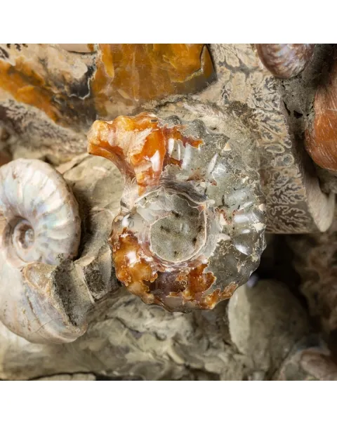 Gruppo di Ammoniti e Nautilus