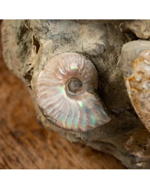 Gruppo di Ammoniti e Nautilus