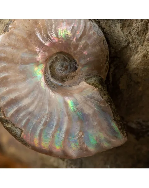 Gruppo di Ammoniti e Nautilus