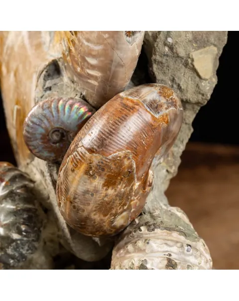 Gruppo di Ammoniti e Nautilus