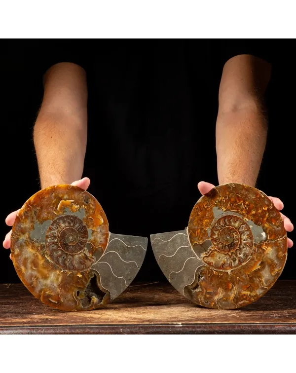 Ammonite Cleoniceras