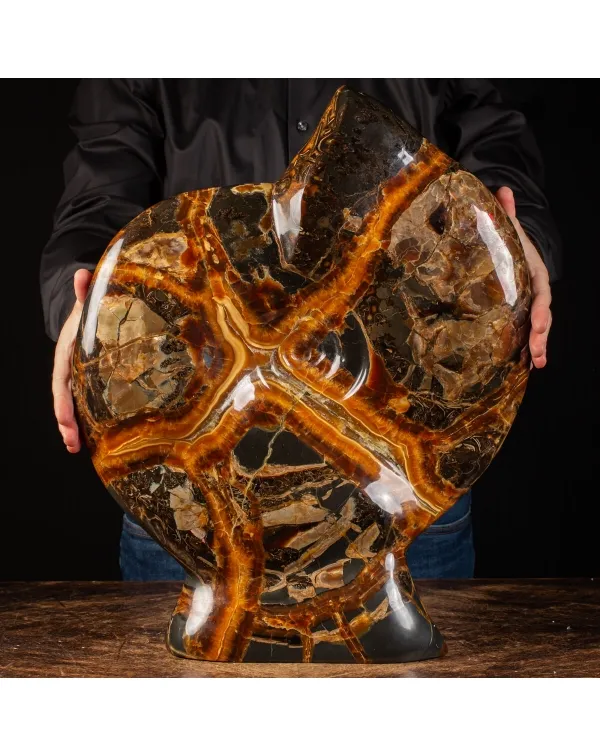 Ammonite Craspedodiscus Discofalcatus