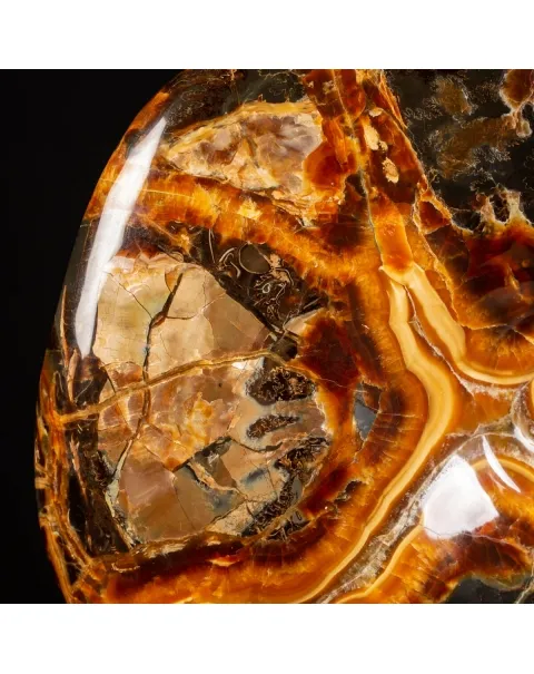 Ammonite Craspedodiscus Discofalcatus
