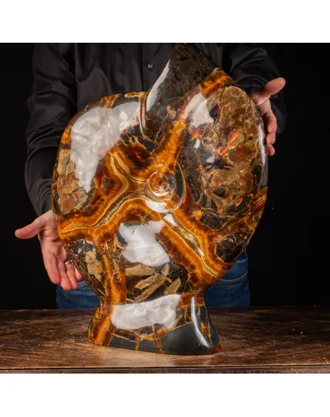 Ammonite Craspedodiscus Discofalcatus
