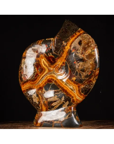 Ammonite Craspedodiscus Discofalcatus