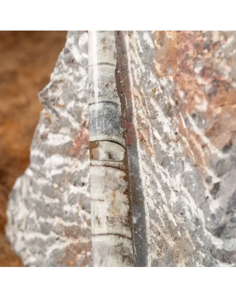 Ammonite Goniatite