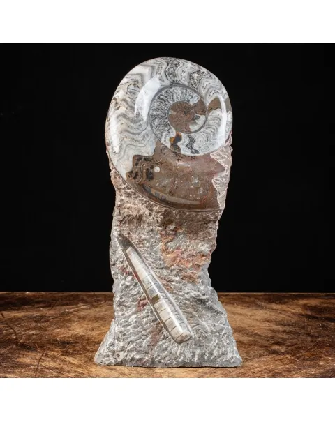 Ammonite Goniatite