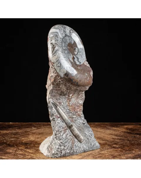 Ammonite Goniatite