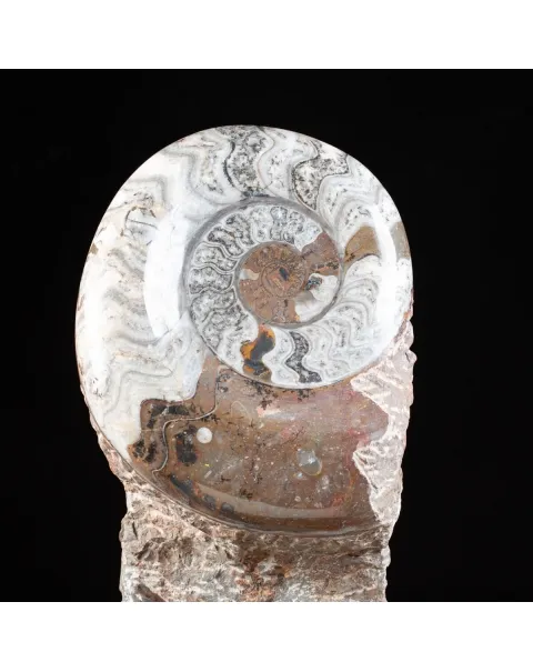 Ammonite Goniatite